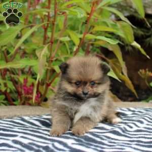 Trixa, Pomeranian Puppy